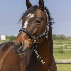 NORTON halter - 4 lines