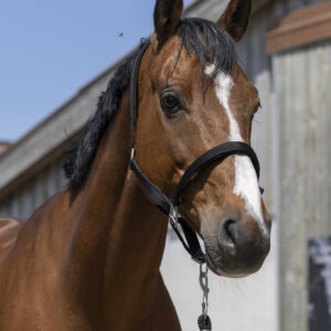 Licol NORTON - Satine