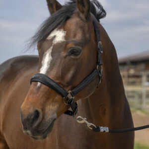 EQUITHÈME Halter - Nylon Rhinestone