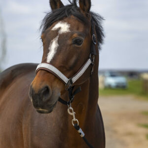 EQUITHÈME Halter - Nylon Check