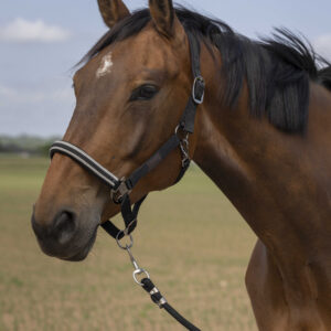 EQUITHÈME Halfter - Nylon Chevron