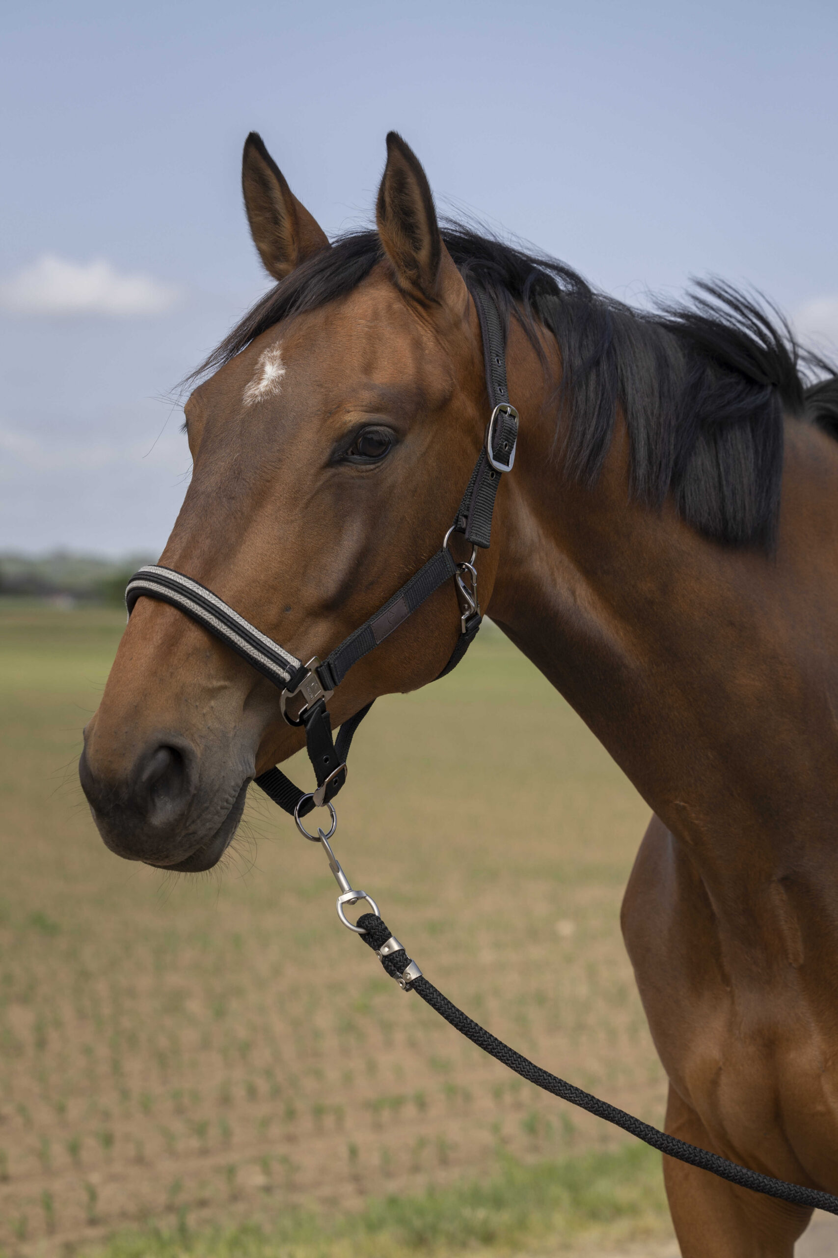 EQUITHÈME Halfter - Nylon Chevron