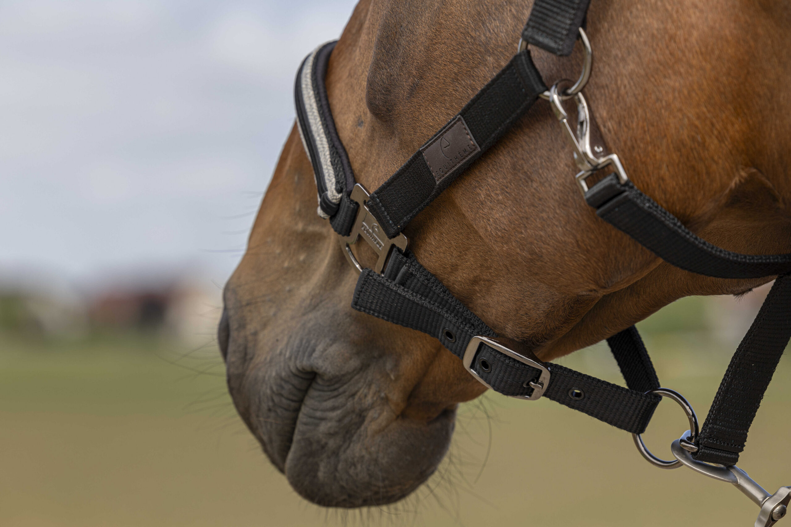 EQUITHÈME Halfter - Nylon Chevron - Image 2