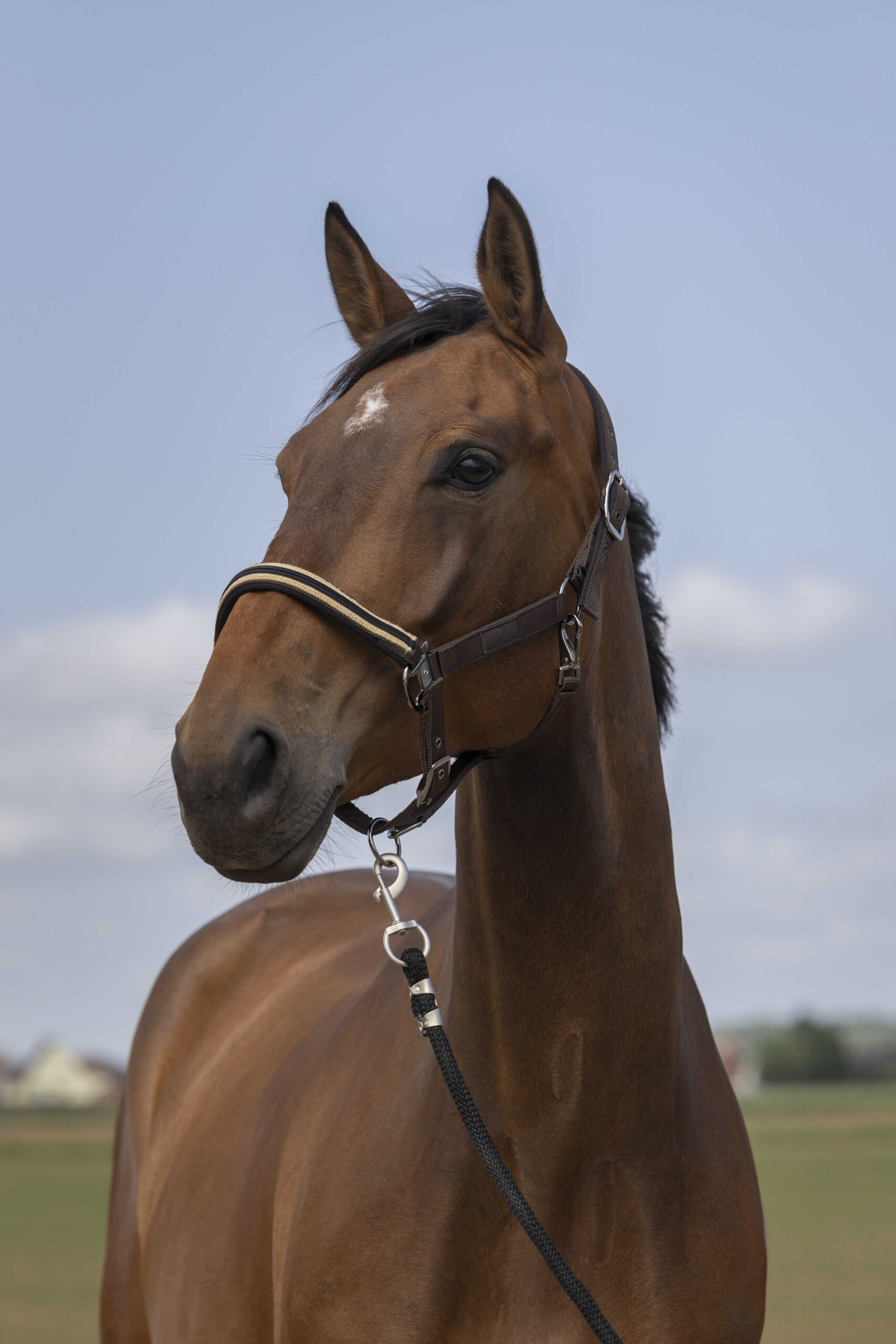 EQUITHÈME Halfter - Nylon Chevron - Image 4