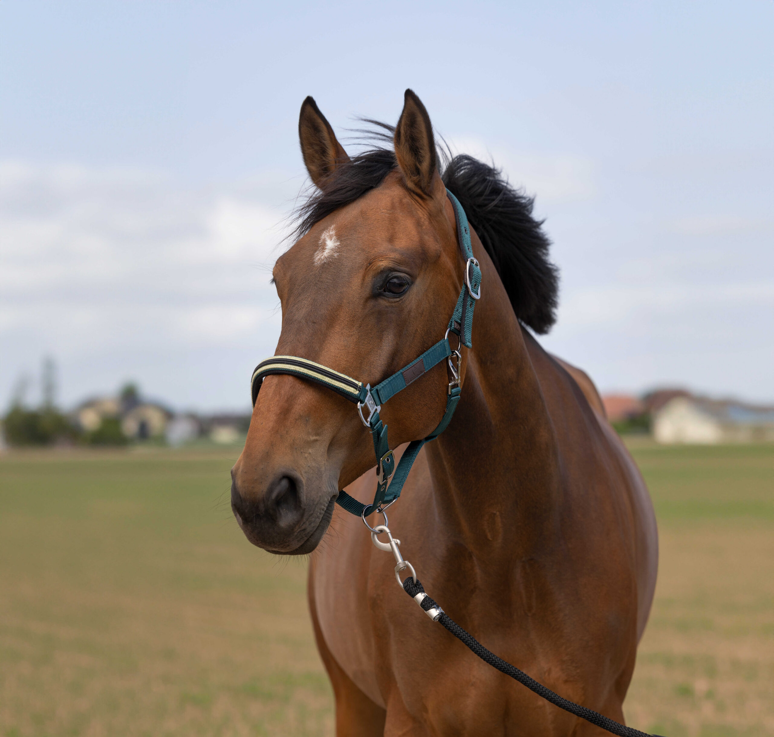 EQUITHÈME Halfter - Nylon Chevron - Image 6