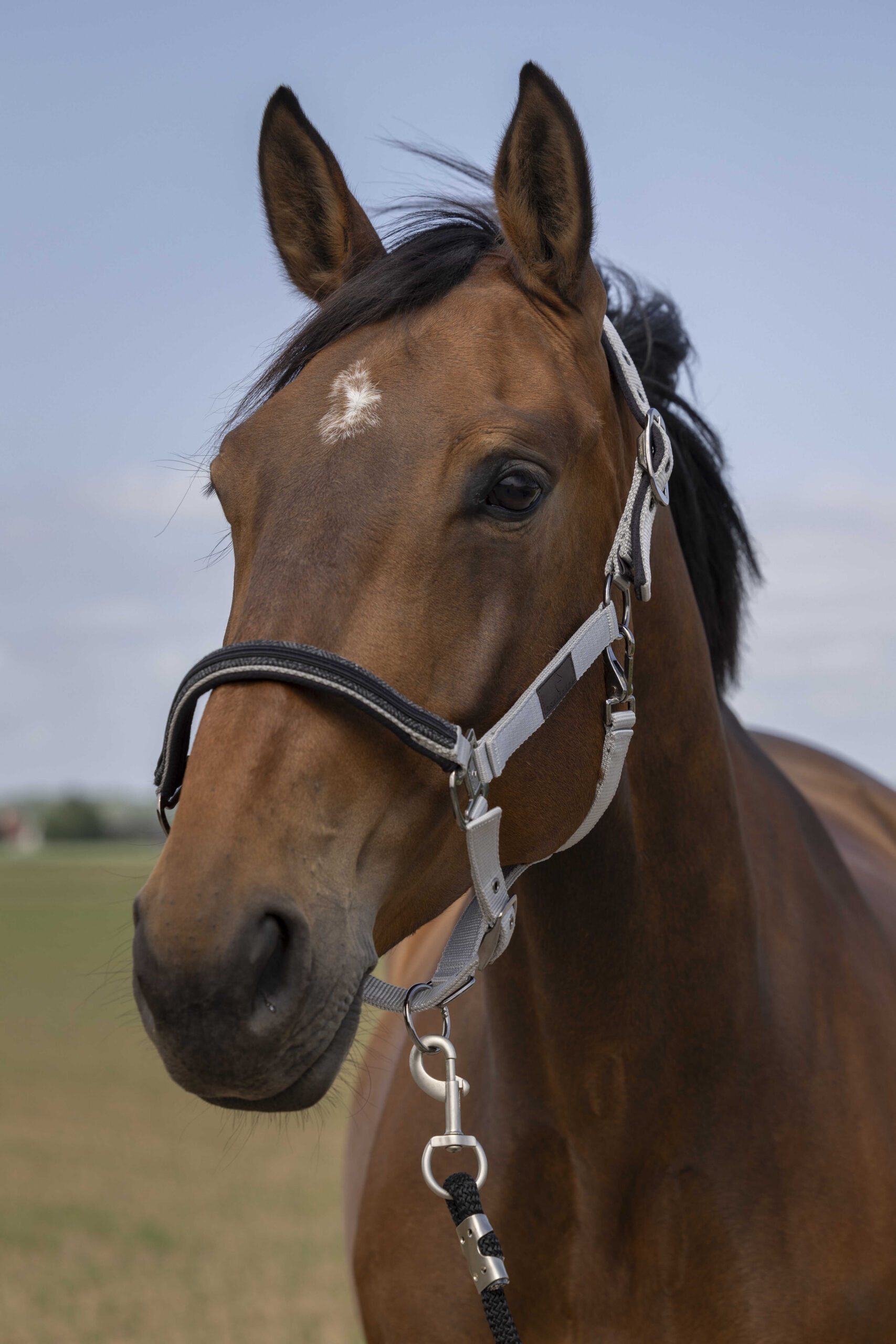 EQUITHÈME Halfter - Nylon Chevron - Image 7