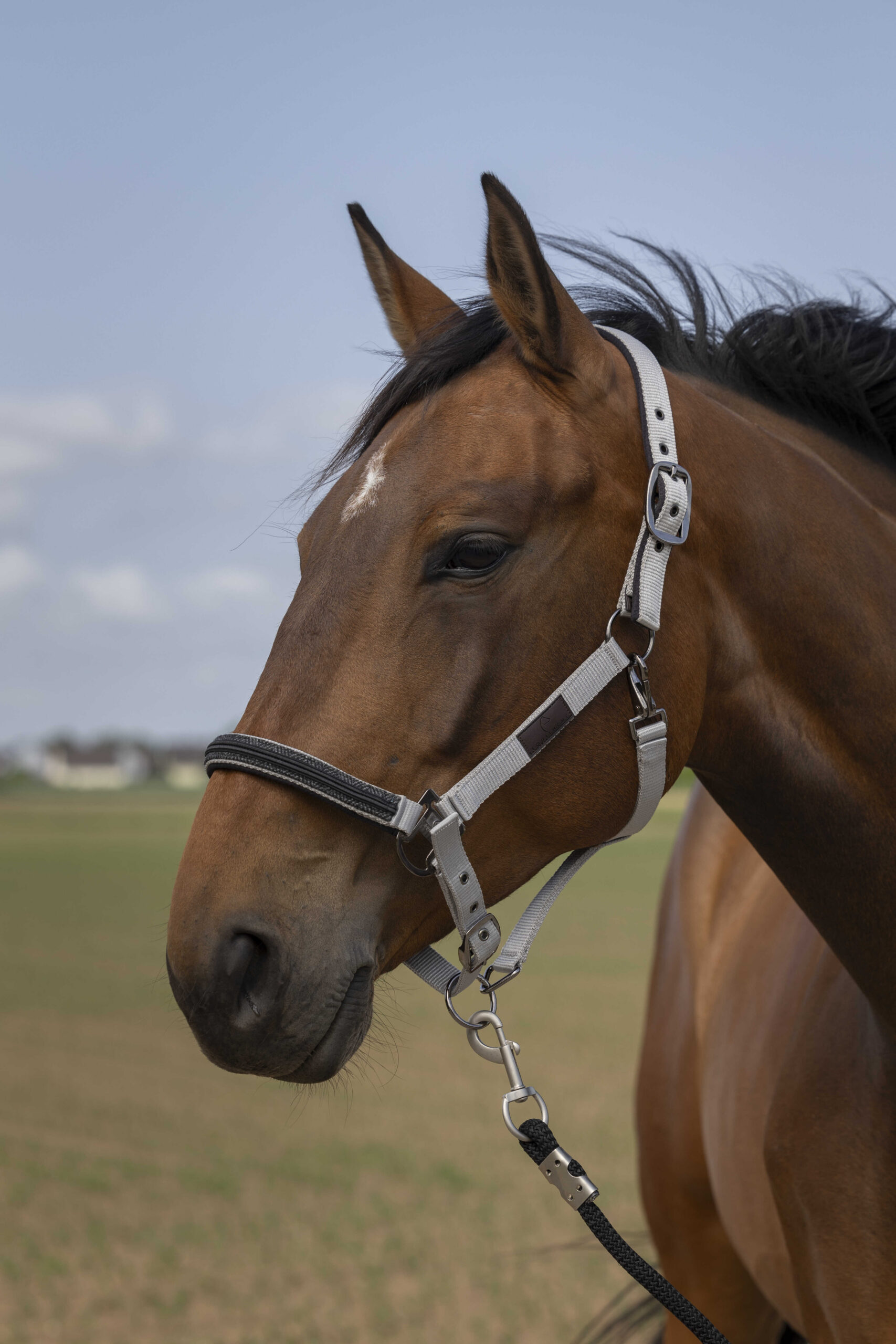 EQUITHÈME Halfter - Nylon Chevron - Image 8