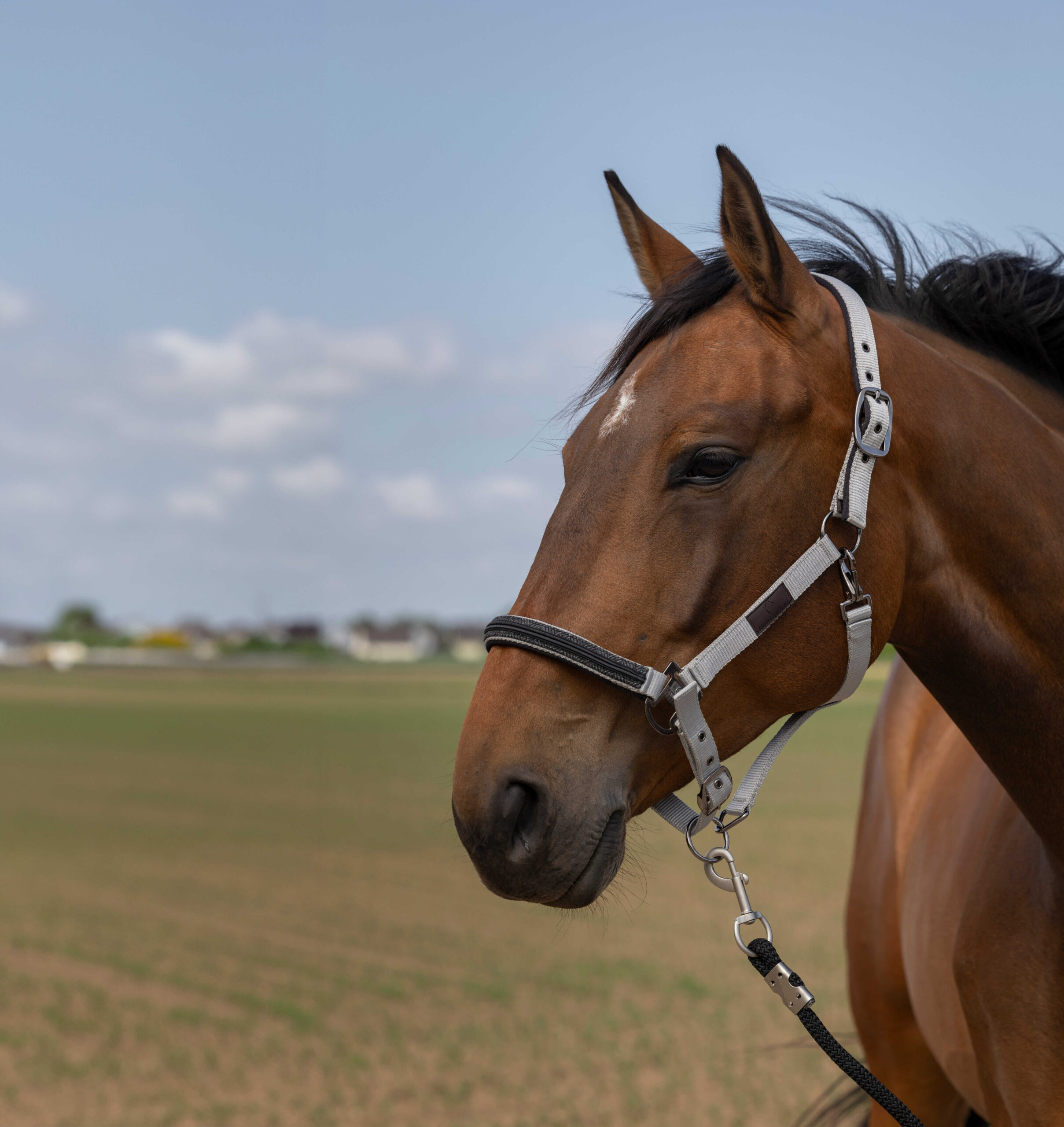 EQUITHÈME Halfter - Nylon Chevron - Image 9