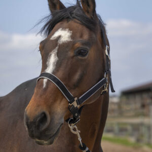 EQUITHÈME Halter - Nylon light