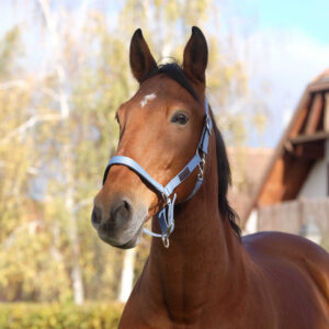 EQUITHEME Nylonhalfter - Spring