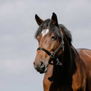 RIDING WORLD Nylonhalfter - Cushion