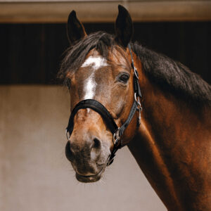 EQUITHÈME Nylonhalfter - Jacquard