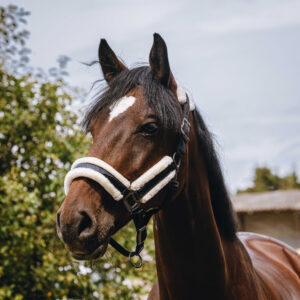 EQUITHÈME Nylonhalfter - Fashion