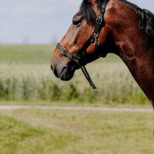 Halfter NORTON - Educational