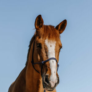 NORTON Ethological Halter - Nylon