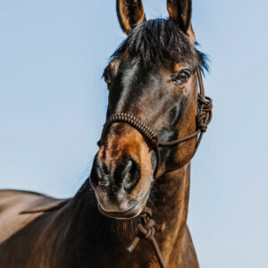 NORTON ethological halter + lunge line - Deco