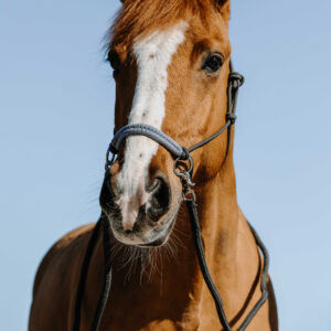 NORTON Fancy ethological halter + reins