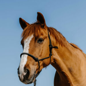 NORTON nylon ethological halter - Diams