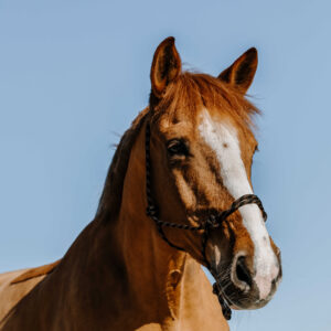 NORTON Ethological Halter - Zary