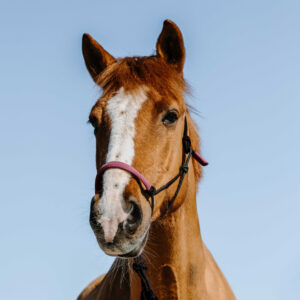 NORTON ethological halter + lunge line - Sweden