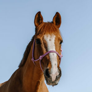 NORTON Ethological Halter - Glim