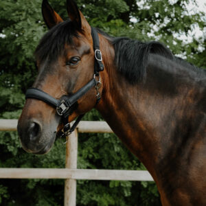 Licol EQUITHÈME - Glowy