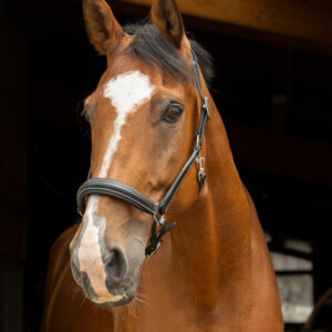 NORTON PRO anatomical halter