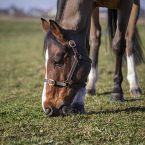 NORTON CLUB - Leather - Leather Halter