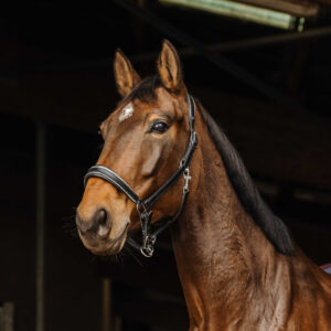 NORTON - Rock - Leather Halter