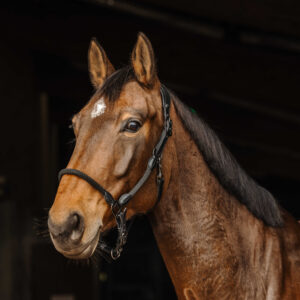 NORTON Leader/Sail halves