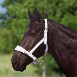 NORTON CLUB halter, chrome leather