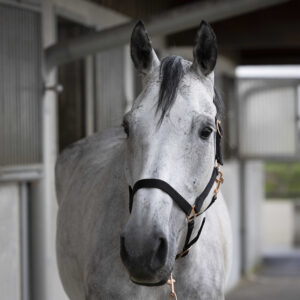 NORTON halter and lead rope - rose gold