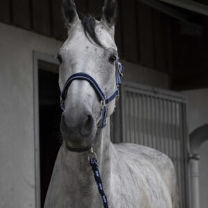 EQUITHÈME Halter + Rope - Satin