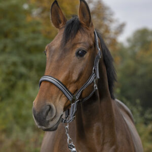 Halter and lead rope NORTON - Brilliant