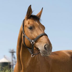 NORTON - Reflective - Headcollar
