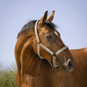 NORTON Halfter “Black Buckle”