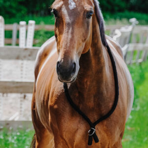 Ethologischer Neckring von NORTON