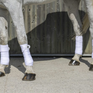 RIDING WORLD Polobandagen - Eco