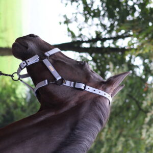 Halfter LAMI-CELL - Midnight