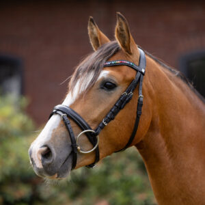 Horze Rainbow Dash Pony Bridle