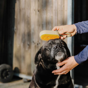 HIPPOTONIC - Vapeur - curry comb with handle