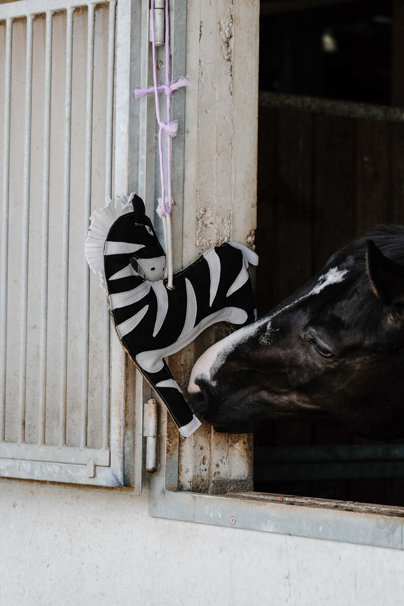 HIPPOTONIC - Zèbre - Toys for horses - Image 3