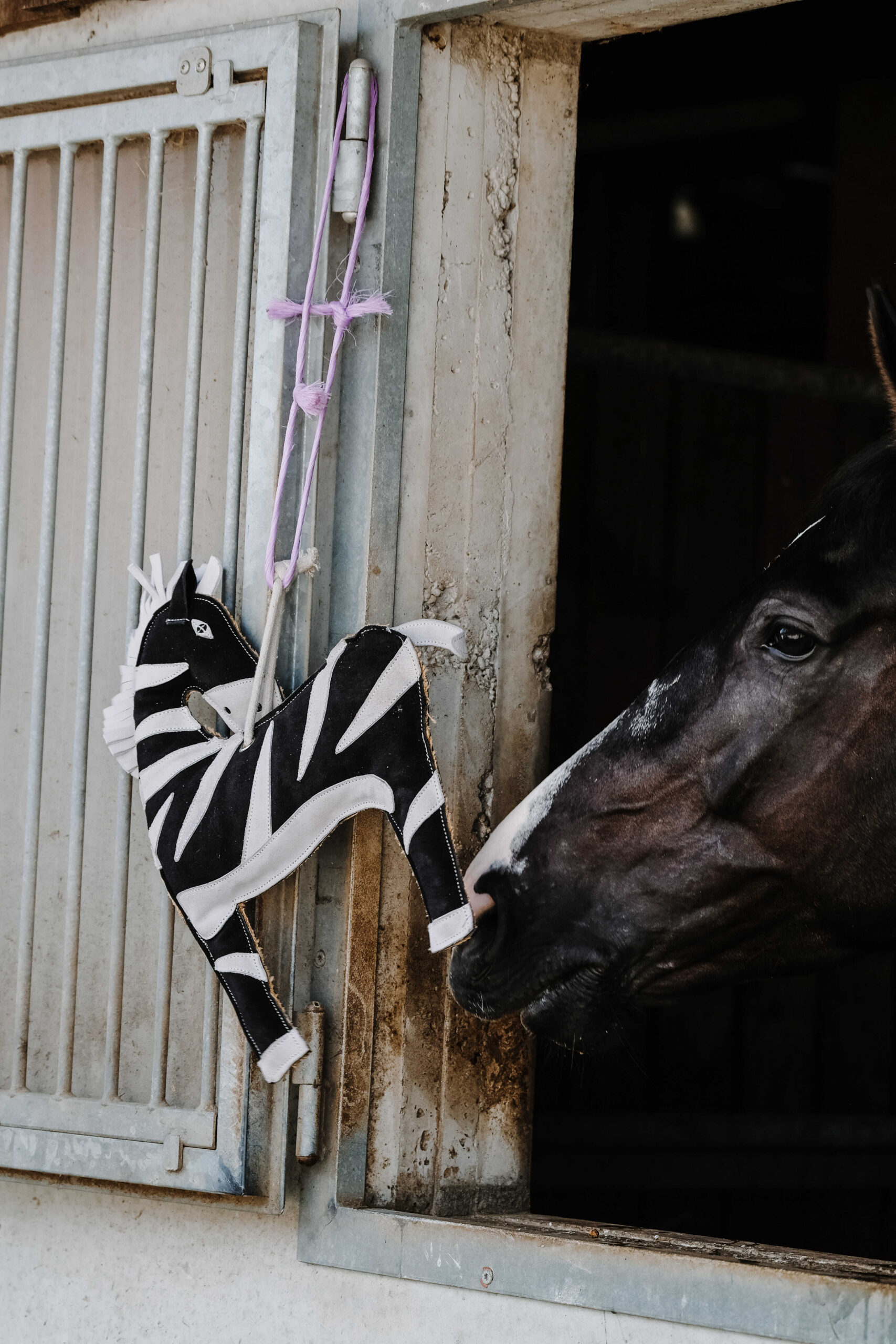 HIPPOTONIC - Zèbre - Toys for horses - Image 4