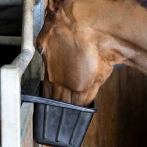 HIPPOTONIC rubber feed bucket