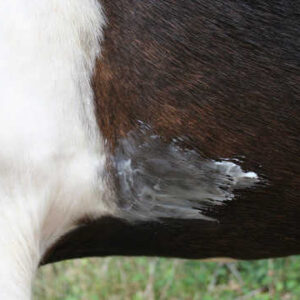 ANIMADERM Balsam - NATJELY™