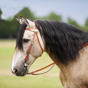 WESTRIDE bridle – two-tone