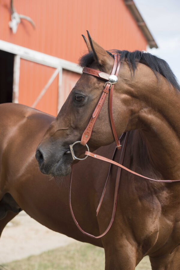 WESTRIDE bridle – two-tone - Image 3