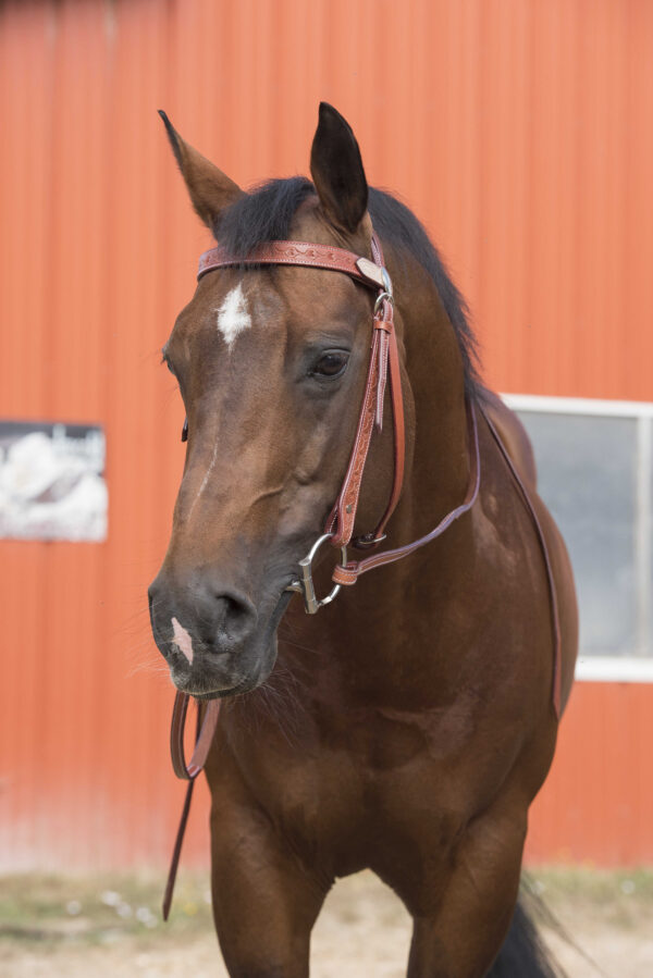 WESTRIDE bridle – two-tone - Image 4