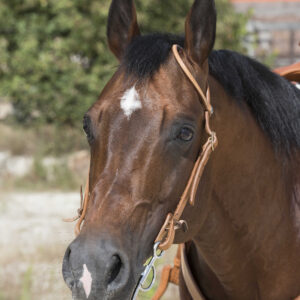 WESTRIDE Bridle by Franck Perret – 1 Ohr