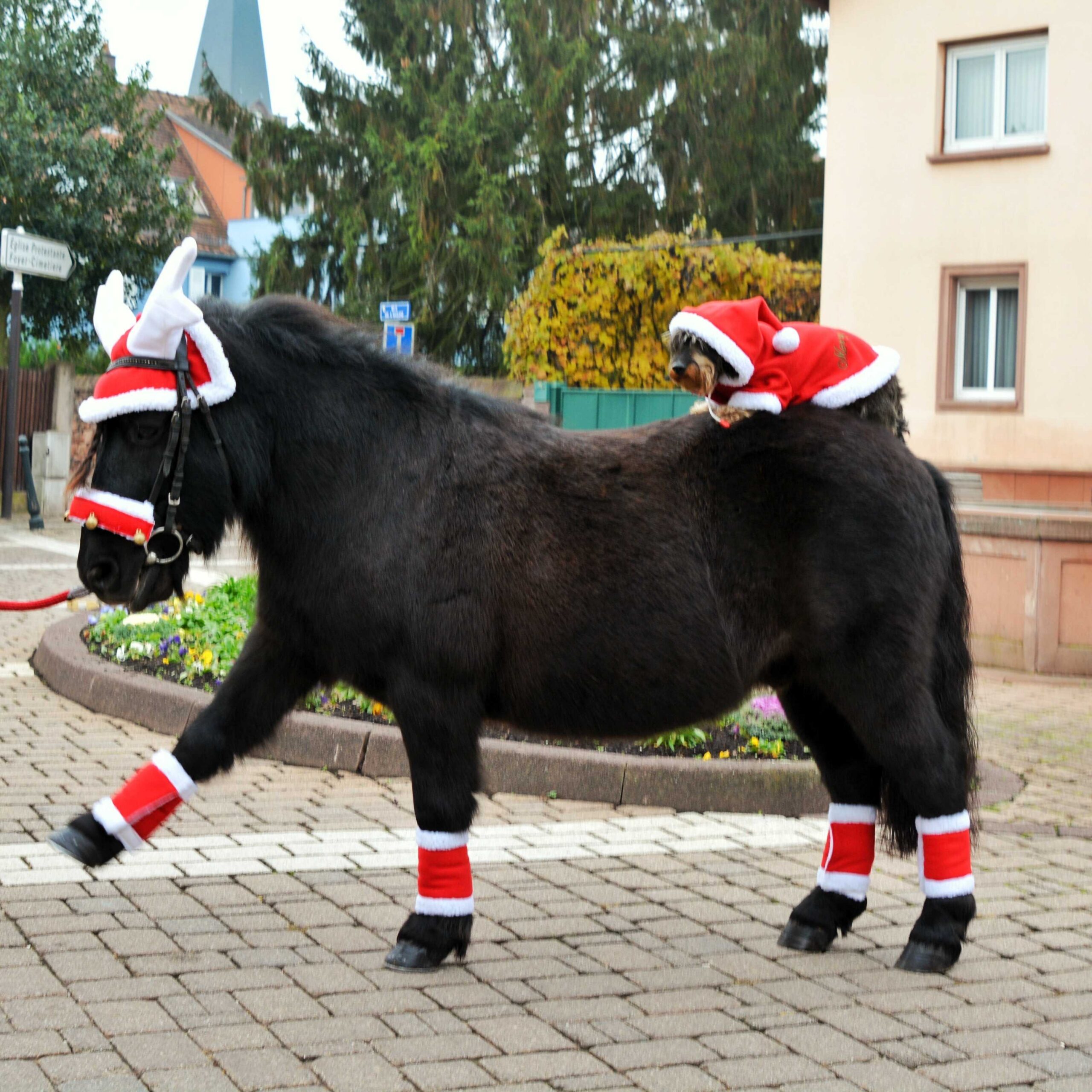 EQUITHÈME Earbonnet - Christmas - in the shape of a reindeer antler - Image 2